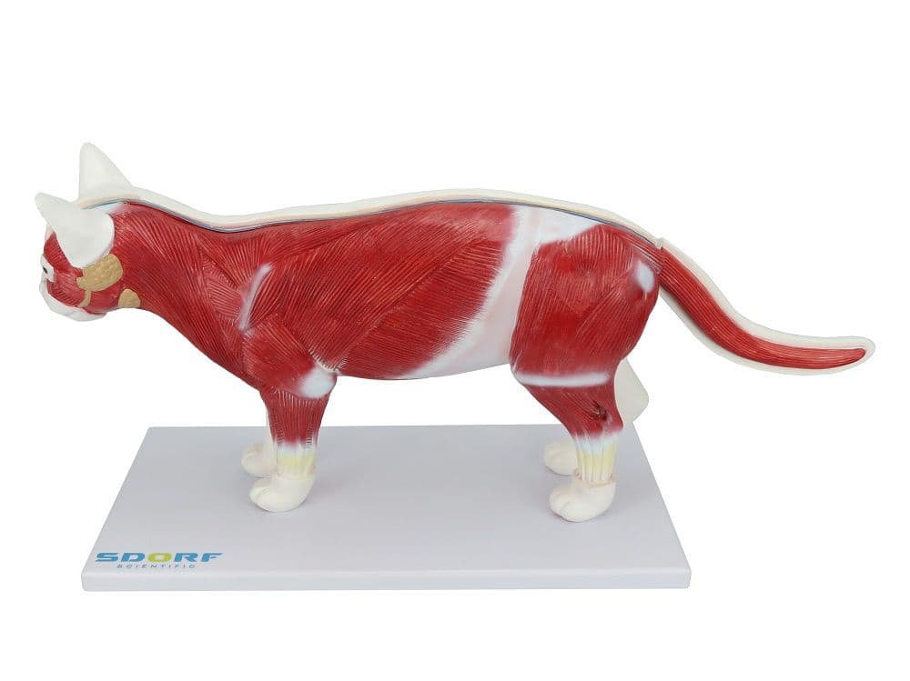 Anatomia do Gato em 12 Partes - Portal do Médico