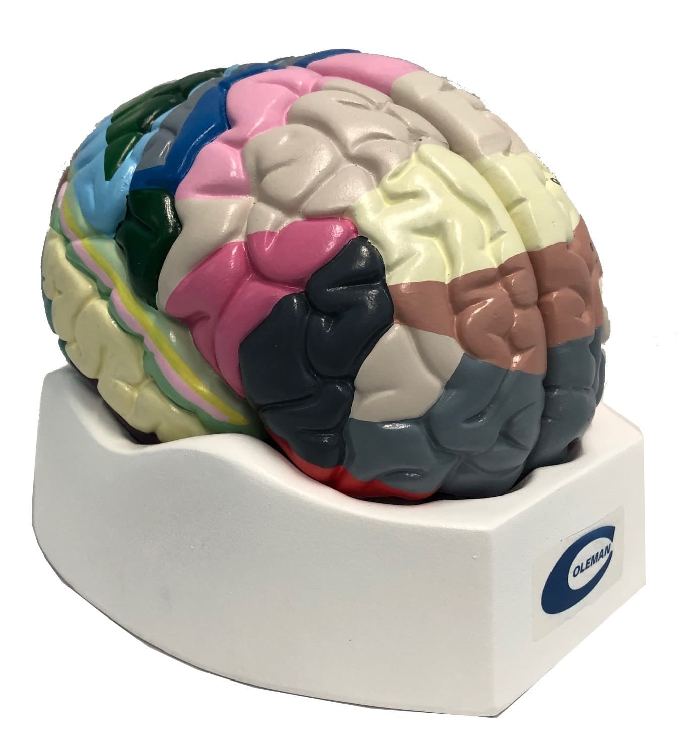 Cérebro Colorido com Região Funcional em 2 Partes - Portal do Médico