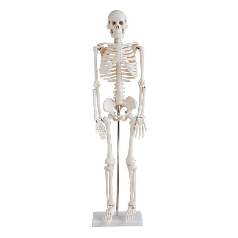 Esqueleto humano padrão articulado 85cm de altura - Portal do Médico