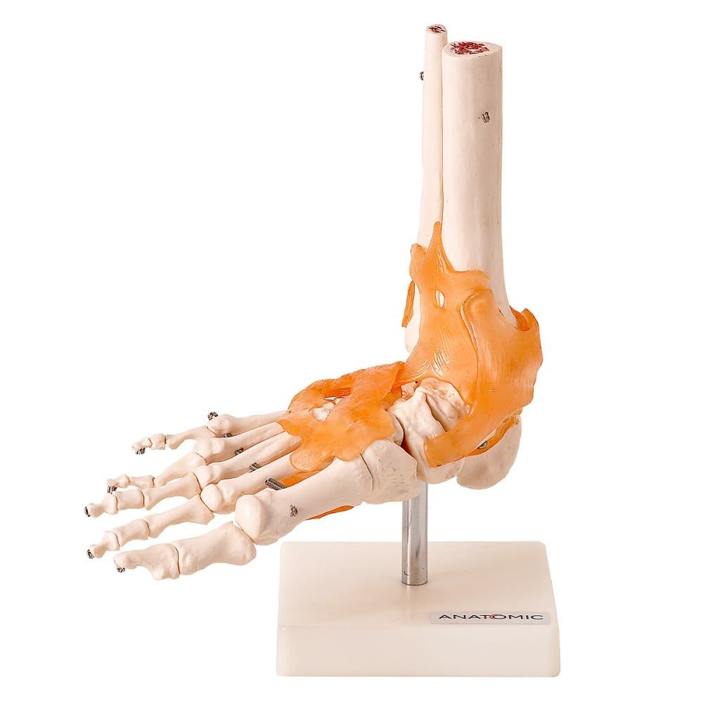 Esqueleto Articulação do Pé, Modelo Anatomia - Portal do Médico