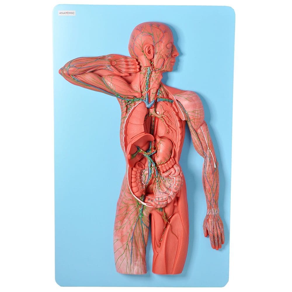 Sistema Linfático em Prancha, Anatomia - Portal do Médico