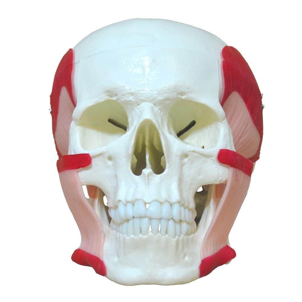 Crânio Humano Músculos da Mastigação, Anatomia - Portal do Médico