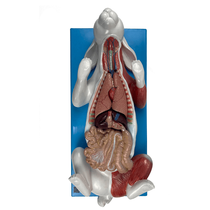 Anatomia do Coelho, em Placa - Portal do Médico