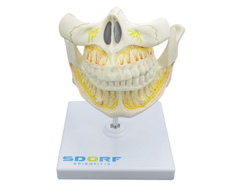 Dentição Adulta - Portal do Médico
