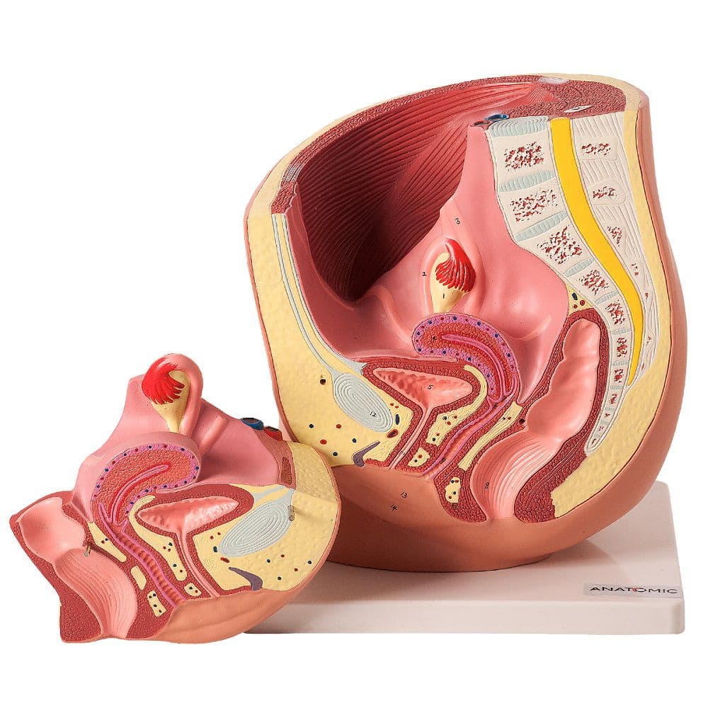 Pelve Feminina 2 Pts Modelo Anatomia - Portal do Médico