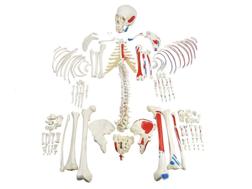 Esqueleto Humano Desarticulado c/ Origens e Inserções Musculares - Portal do Médico
