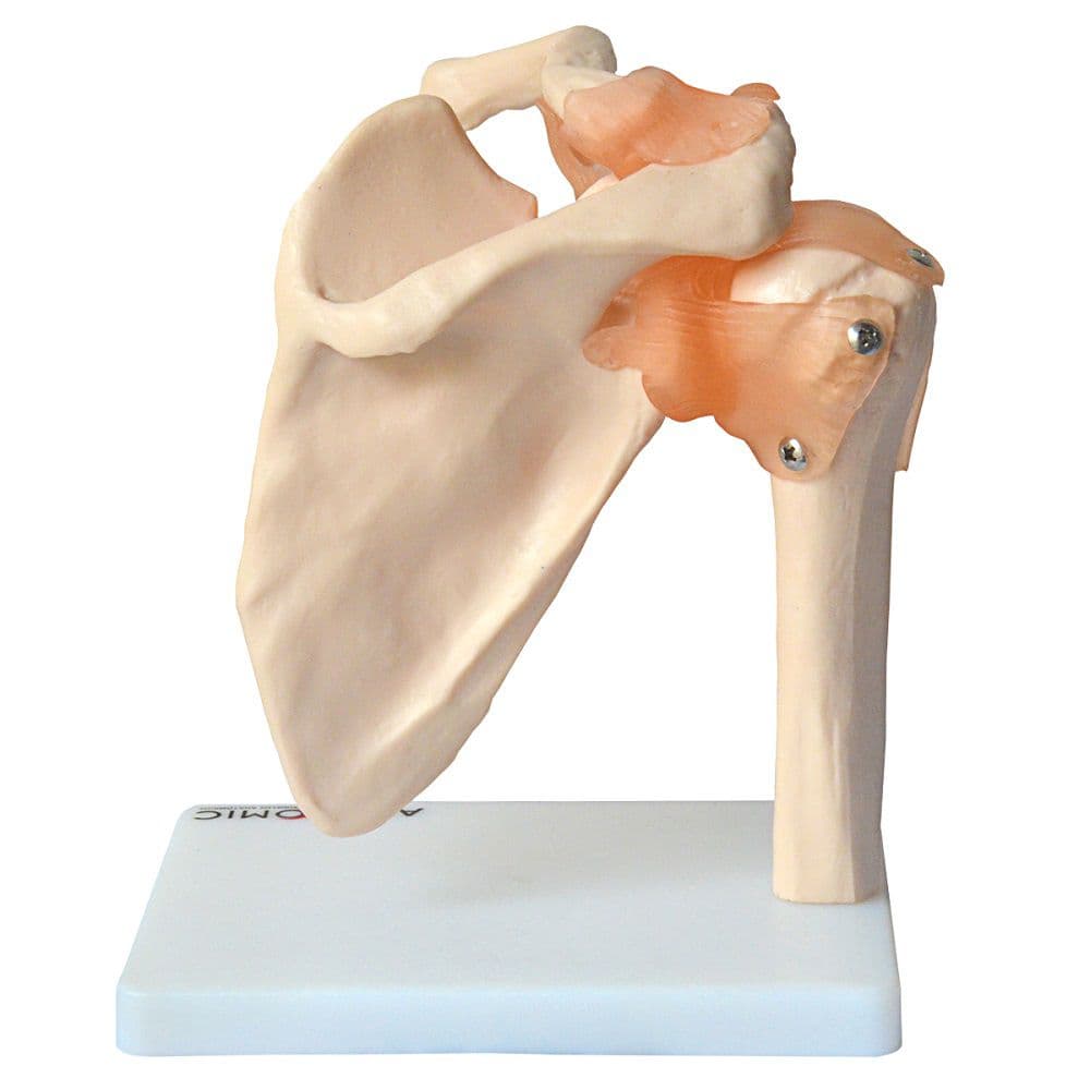 Articulação do Ombro com Ligamentos - Portal do Médico