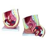 Pélvis Feminina 2 partes - Anatomic - Portal do Médico