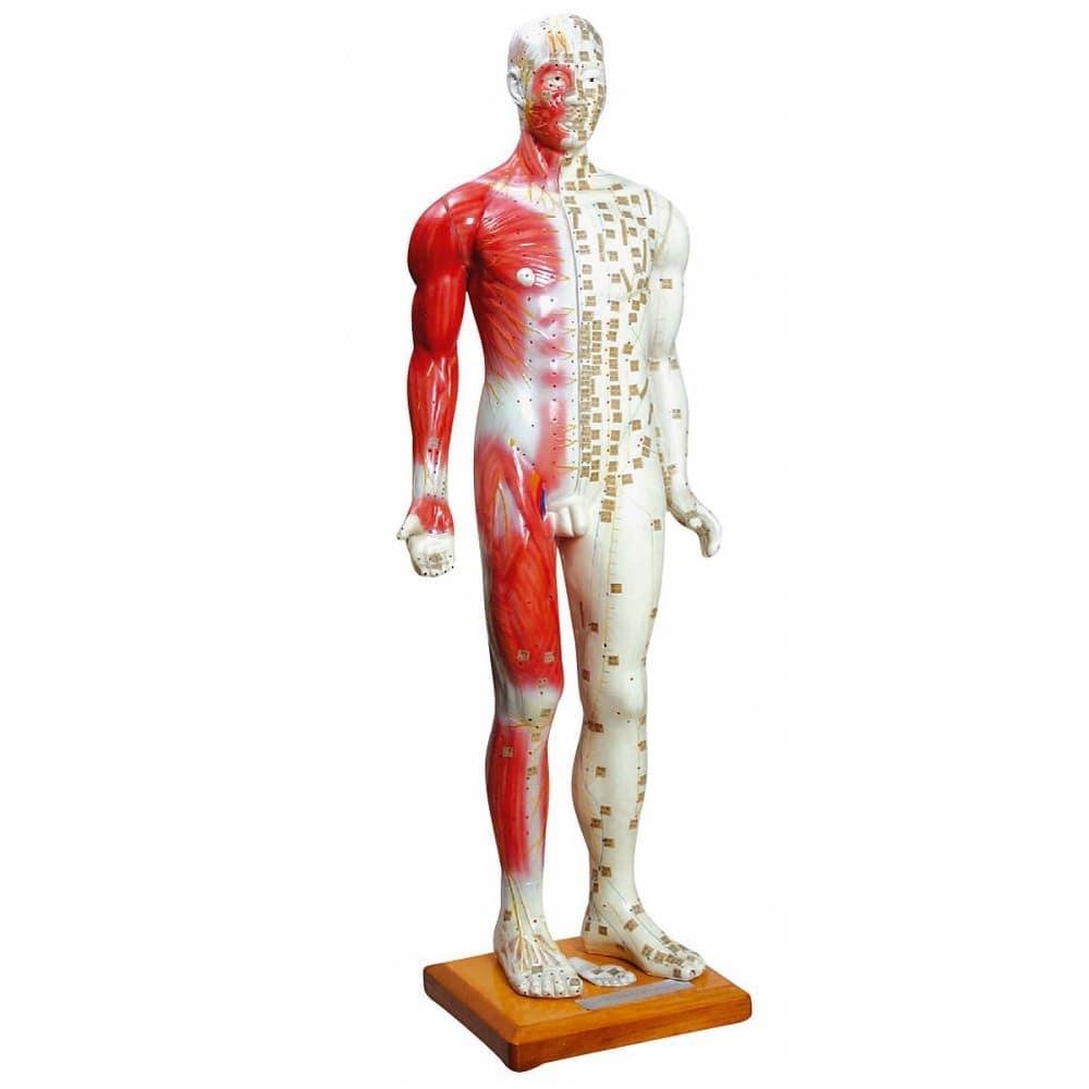 Manequim Acupuntura Masculino 85 cm Modelo Anatomia - Portal do Médico