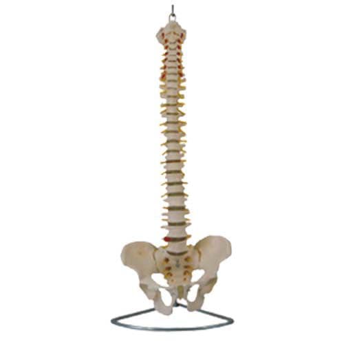 Coluna Vertebral Flexível Com Pélvis em Tamanho Natural - Portal do Médico