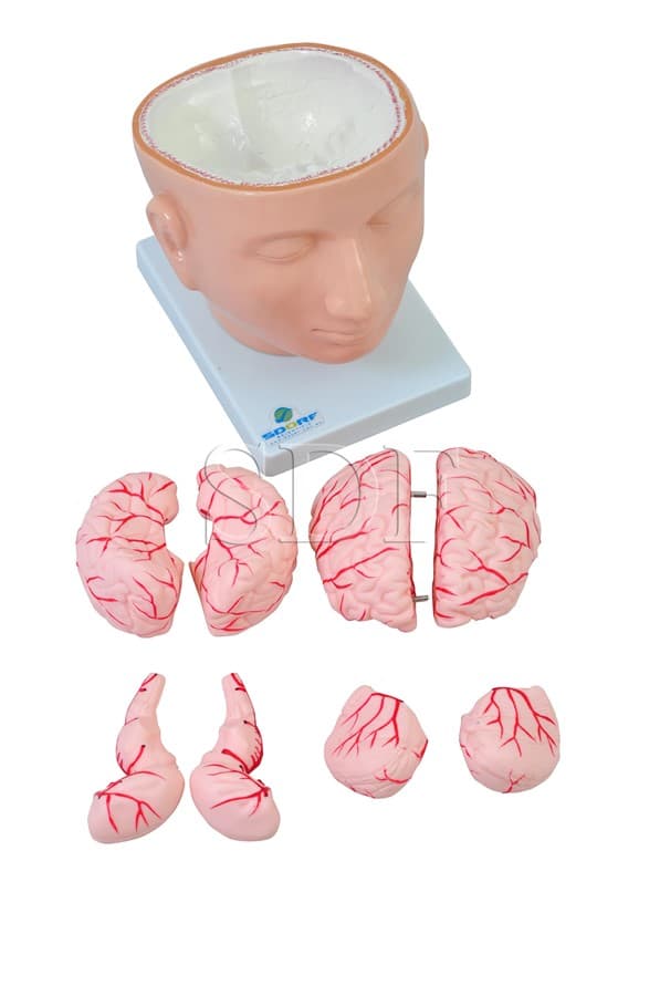 Cabeça com Cérebro em 9 Partes SD-5037 - SDORF Scientific - Portal do Médico