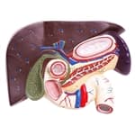 Fígado, Vesícula Biliar, Pâncreas e Duodeno - Anatomic - Portal do Médico