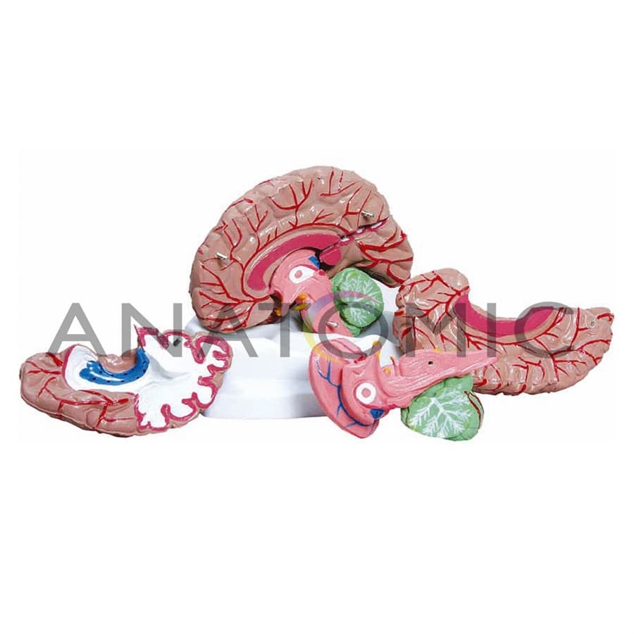 Cérebro Ampliado com 11 partes - Anatomic - Portal do Médico