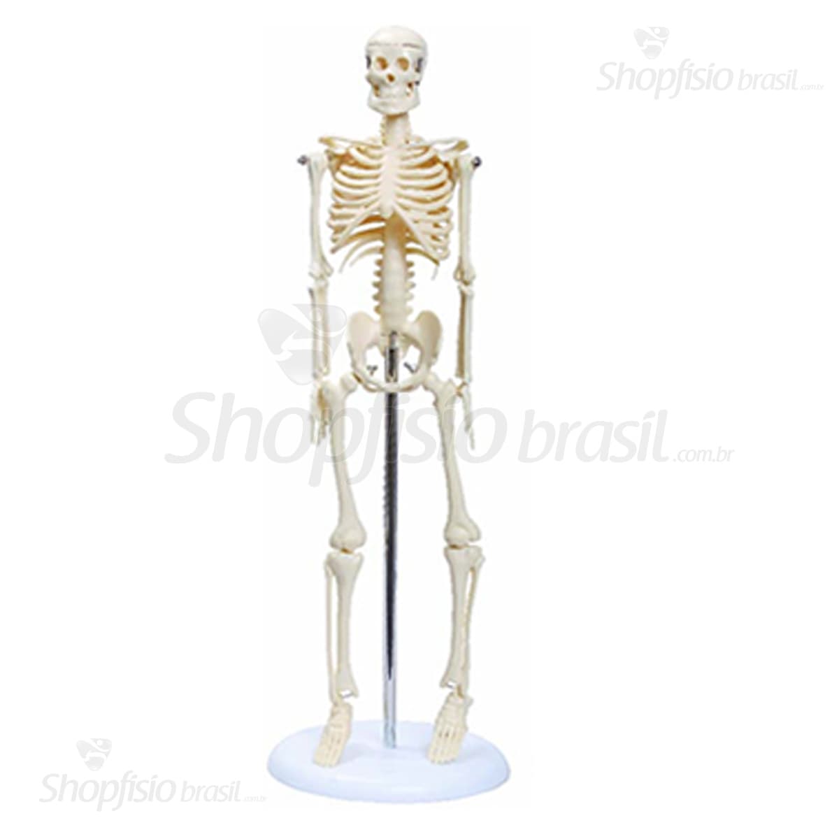 Esqueleto Humano TGD-0121 Resina - Portal do Médico