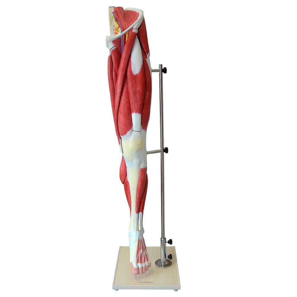 Perna c/ Músculo do Membro Inferior 9 pts Anatomia Esqueleto - Portal do Médico