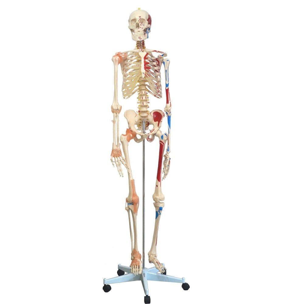 Esqueleto Humano 1,68 cm com Ligamentos, Articulados e Muscular - Portal do Médico
