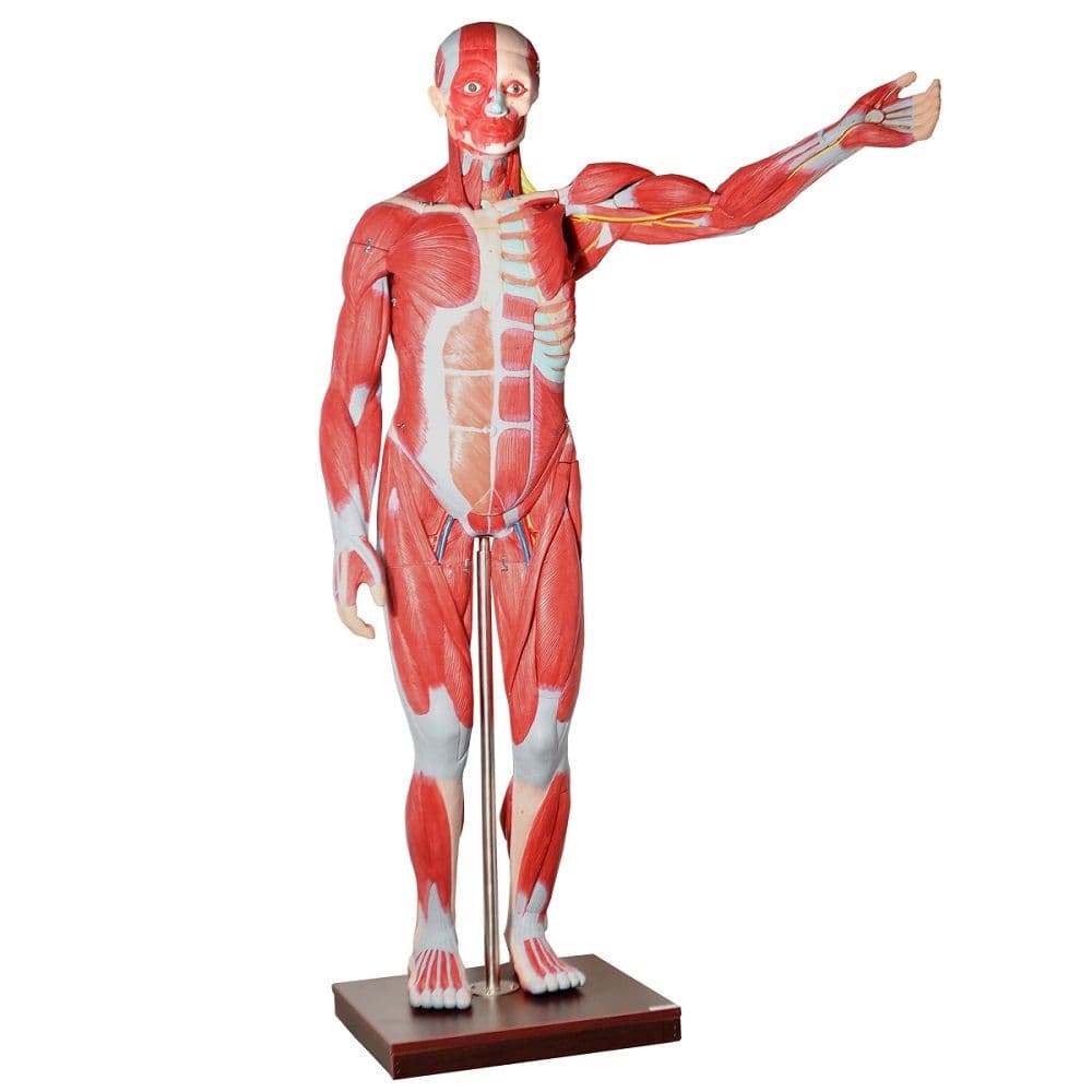 Manequim Muscular Assexuado com 1,70 cm em 30 partes e Órgãos - Portal do Médico