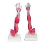 Braço Musculado - Anatomic - Portal do Médico