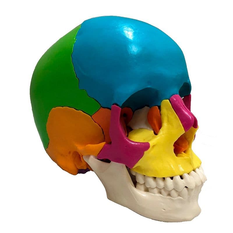 Crânio Humano Explodido 22 pts Modelo Anatomia - Portal do Médico