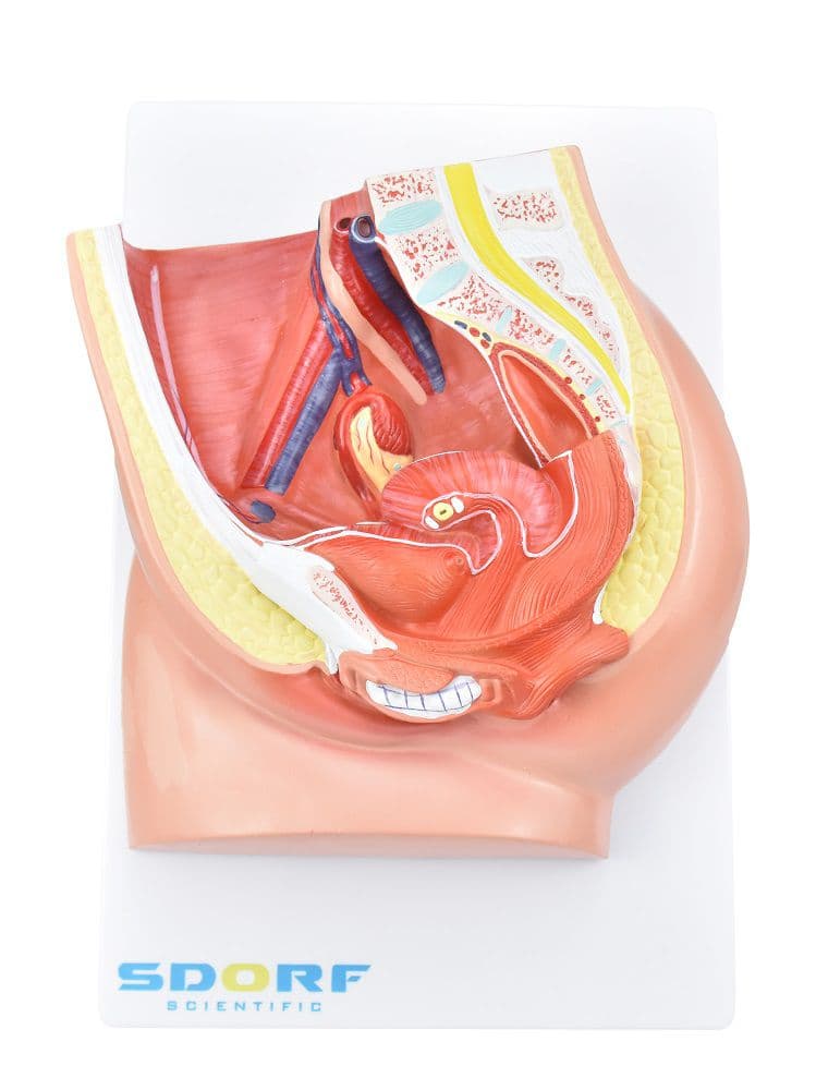 Pelve Feminina c/ Secção em 2 Partes - Portal do Médico