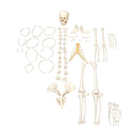 Esqueleto Humano Desarticulado - Portal do Médico