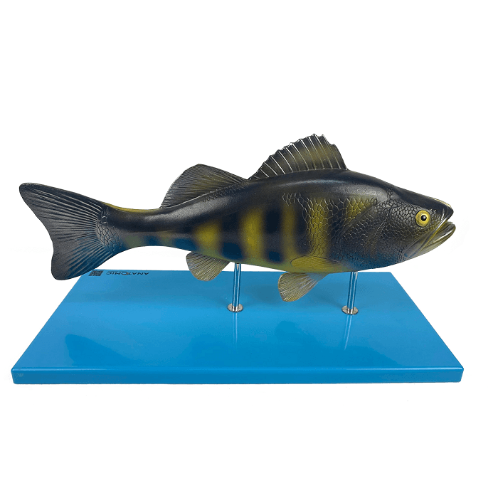 Anatomia do Peixe - Portal do Médico