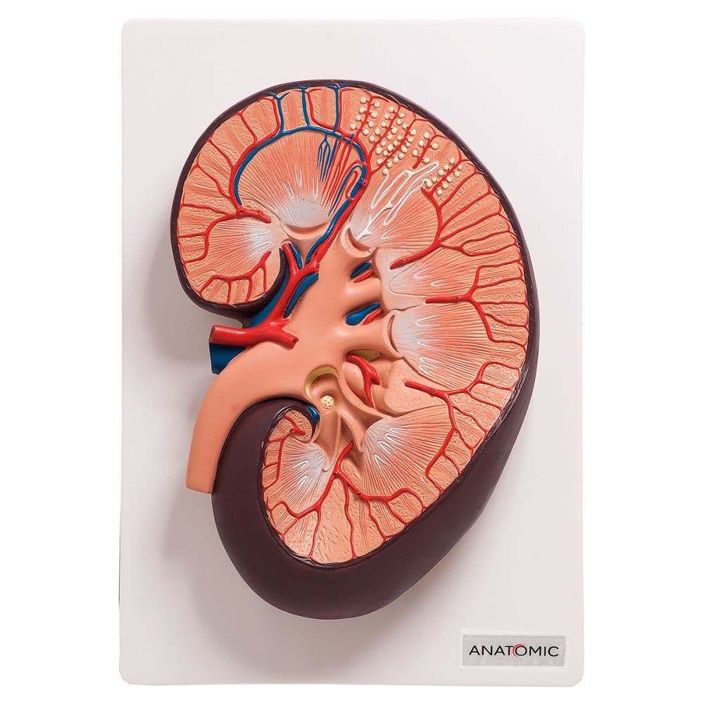 Rim Humano Básico em Corte Longitudinal, Anatomia - Portal do Médico
