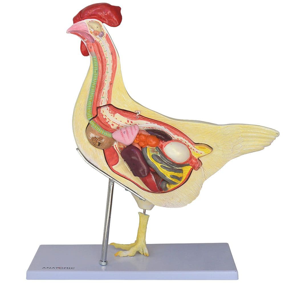 Anatomia da Galinha - Portal do Médico