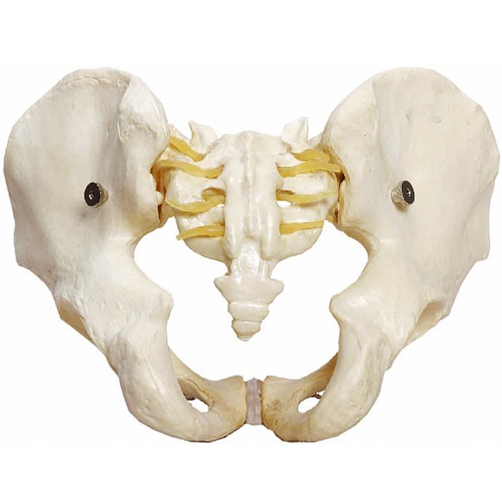 Esqueleto Pélvico Masculino, Anatomia Pelve Masculina - Portal do Médico