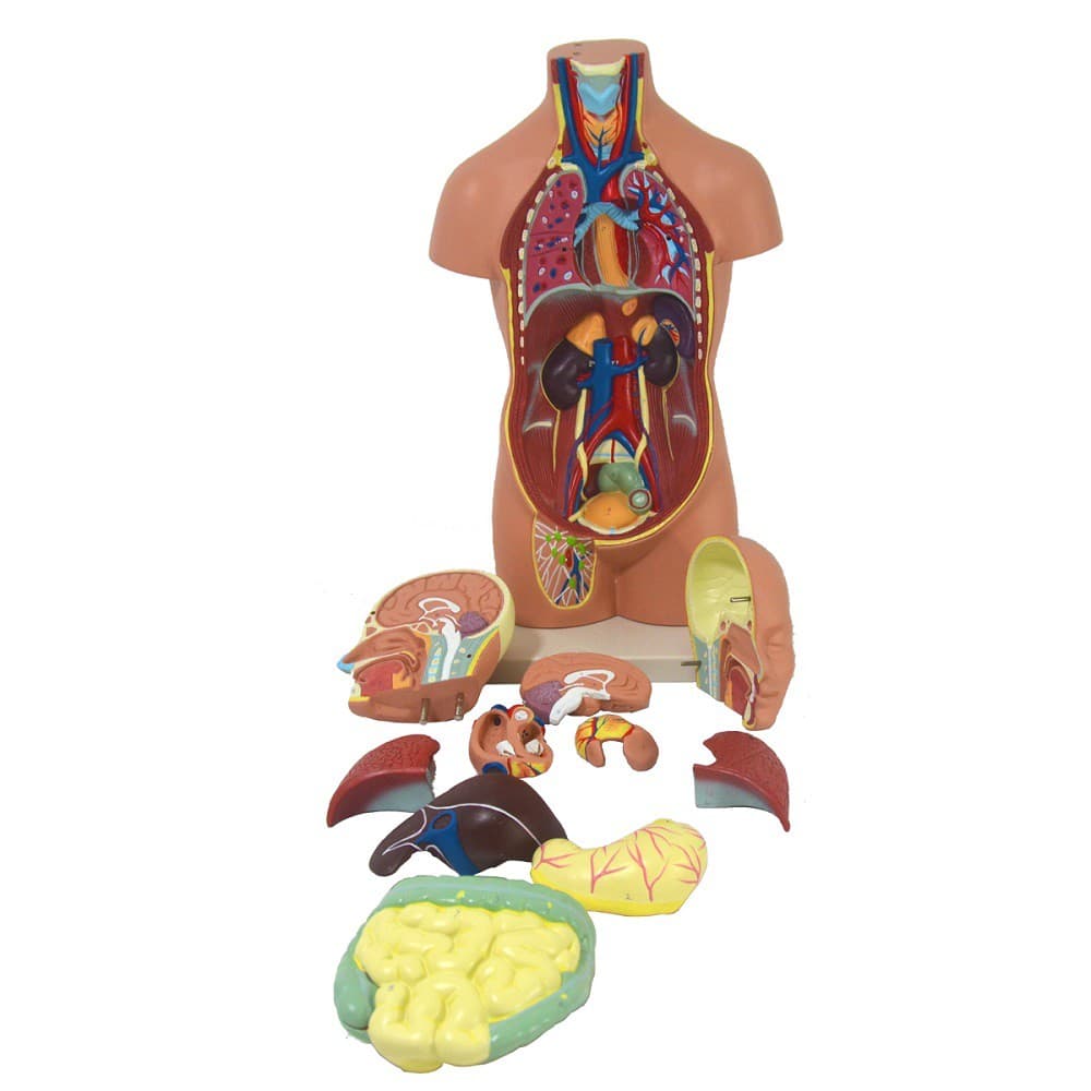 TORSO de 50cm, ASSEXUADO, EM 12 PARTES - Portal do Médico