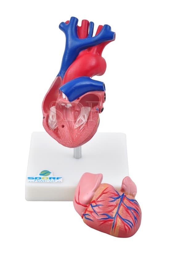 Coração em Tamanho Natural 2 Partes SD-5047 - SDORF Scientific - Portal do Médico